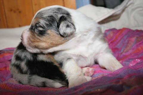 Chien - Australian Shepherd - Elixir di Vita di u Vecchiu