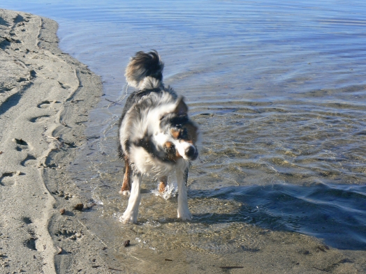 Chien - Australian Shepherd - Elixir di Vita di u Vecchiu