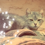 Mimine