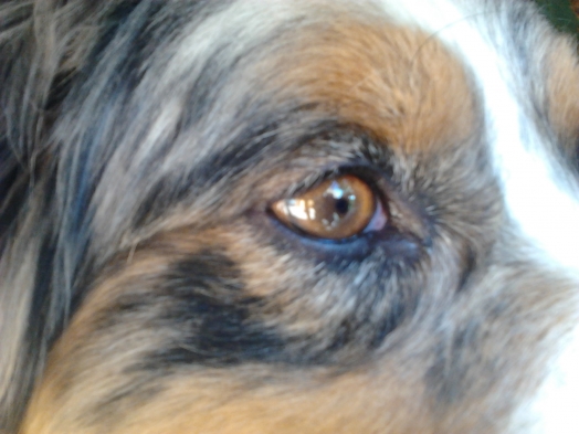 Chien - Australian Shepherd - Elixir di Vita di u Vecchiu