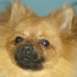 goupy