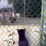 Coucou les poulettes 