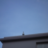 Bon alors, elle descend de son perchoir la mouette?