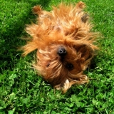 Que c'est bon de se rouler dans l'herbe :D