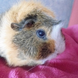 Lilou