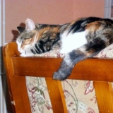 gros dodo