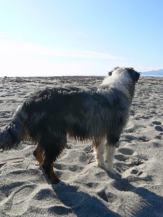 Chien - Australian Shepherd - Elixir di Vita di u Vecchiu