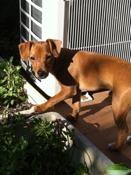 Chien - Austrian Pinscher - ginger dit 