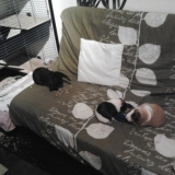 Opium, malibu et tékyla