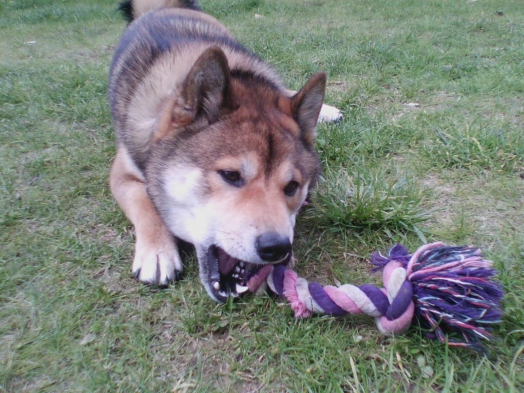 Chien - Shiba Inu - Fûma~Gumi