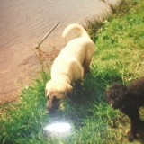 J'ai 4 mois je sius avec mon grand frére Djimmy(caniche nain).
