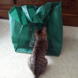 Les courses.