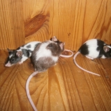 ♥ moi et mes deux filles ♥
