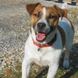 elliot