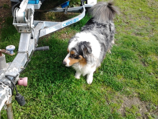 Chien - Australian Shepherd - Elixir di Vita di u Vecchiu