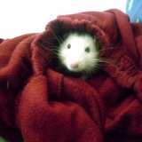  Le petit Chaperon rouge