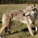 Jalisca des P'tits Loups d'amour
