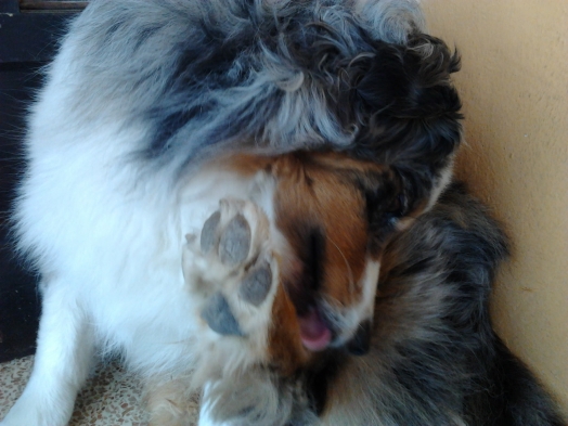 Chien - Australian Shepherd - Elixir di Vita di u Vecchiu