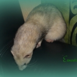 Ernesto