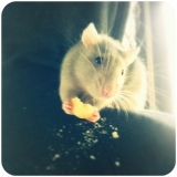 Schoukett La plus Belle ♥ 