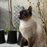 Miam !