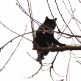 ballade dans mon arbre