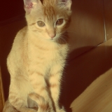 Bonsoir ! miaooou