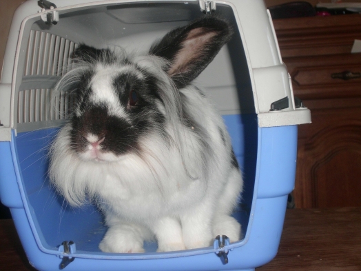 Rongeur - rabbit - niki