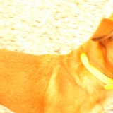 Rocko