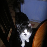 Mimine