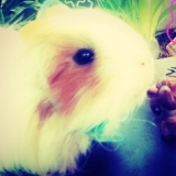 Frisquette