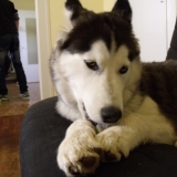 laïka
