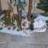 titou dans la forêt de Noël