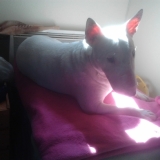 moi qui bronze sur ma belle couette rose que j'ai piqué a maman!