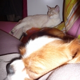 Mle pot de colle
