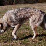 Jalisca des P'tits Loups d'amour