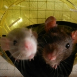 Coucou!