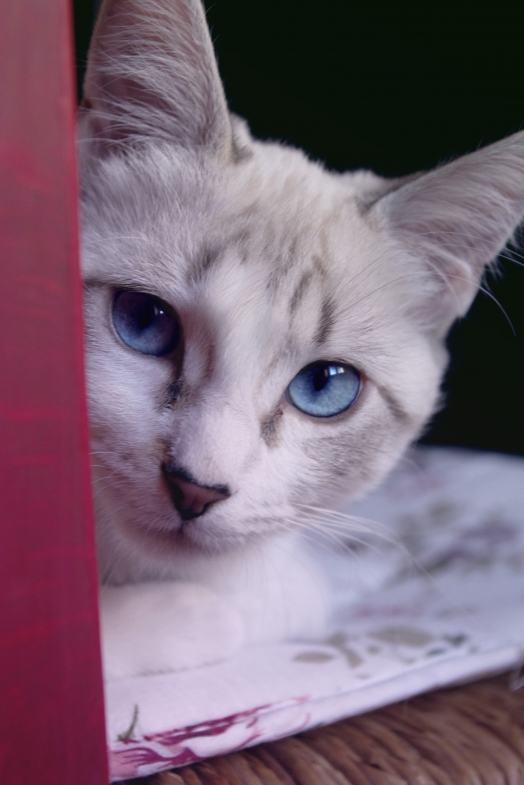 Chat - Burmese - Ganesh