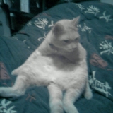 tranquille sur le lit