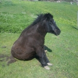 la pose