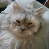 Maman... laisse moi dormir 8)