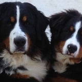 mes 2 bouvier bernois