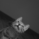Tom