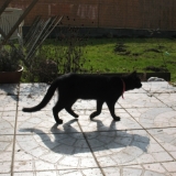 je vais me promener