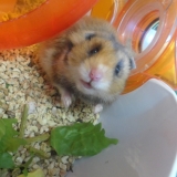 Coucou!