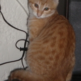 Pépette