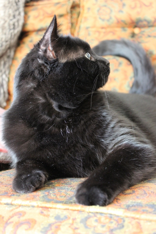 Chat - - Ricky Nelson
