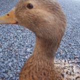 Poupette
