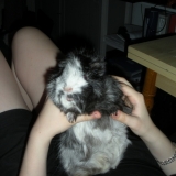ma maman essaie de me faire devenir bipède!!!^^