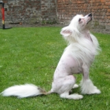 Djao-Li